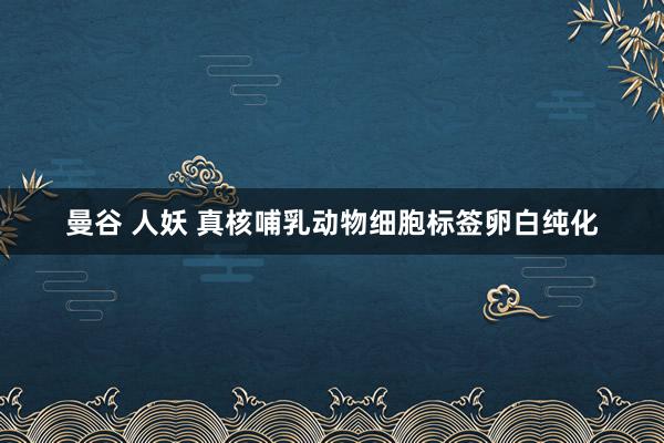 曼谷 人妖 真核哺乳动物细胞标签卵白纯化